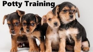 training a chorkie