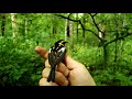 Blackburnian warbler slow motion take off