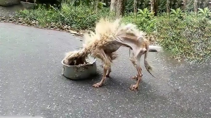 It Seemed Impossible to Survive in The Deep Forest... But This Starving Dog  Made a Miracle! - YouTube