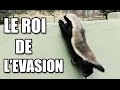 CET ANIMAL EST INARRÊTABLE ! (RATEL) - ZAPPING SAUVAGE