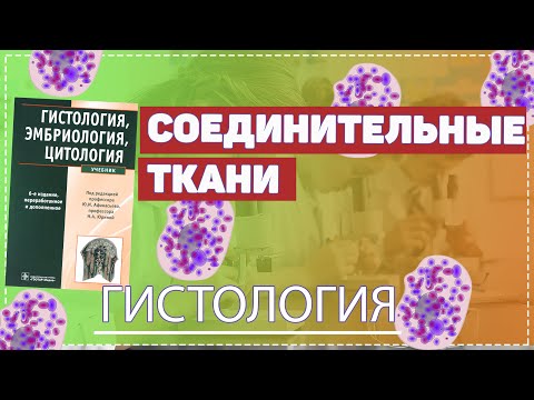 Гистология / Соединительные ткани / Волокнистые ткани / Ткани