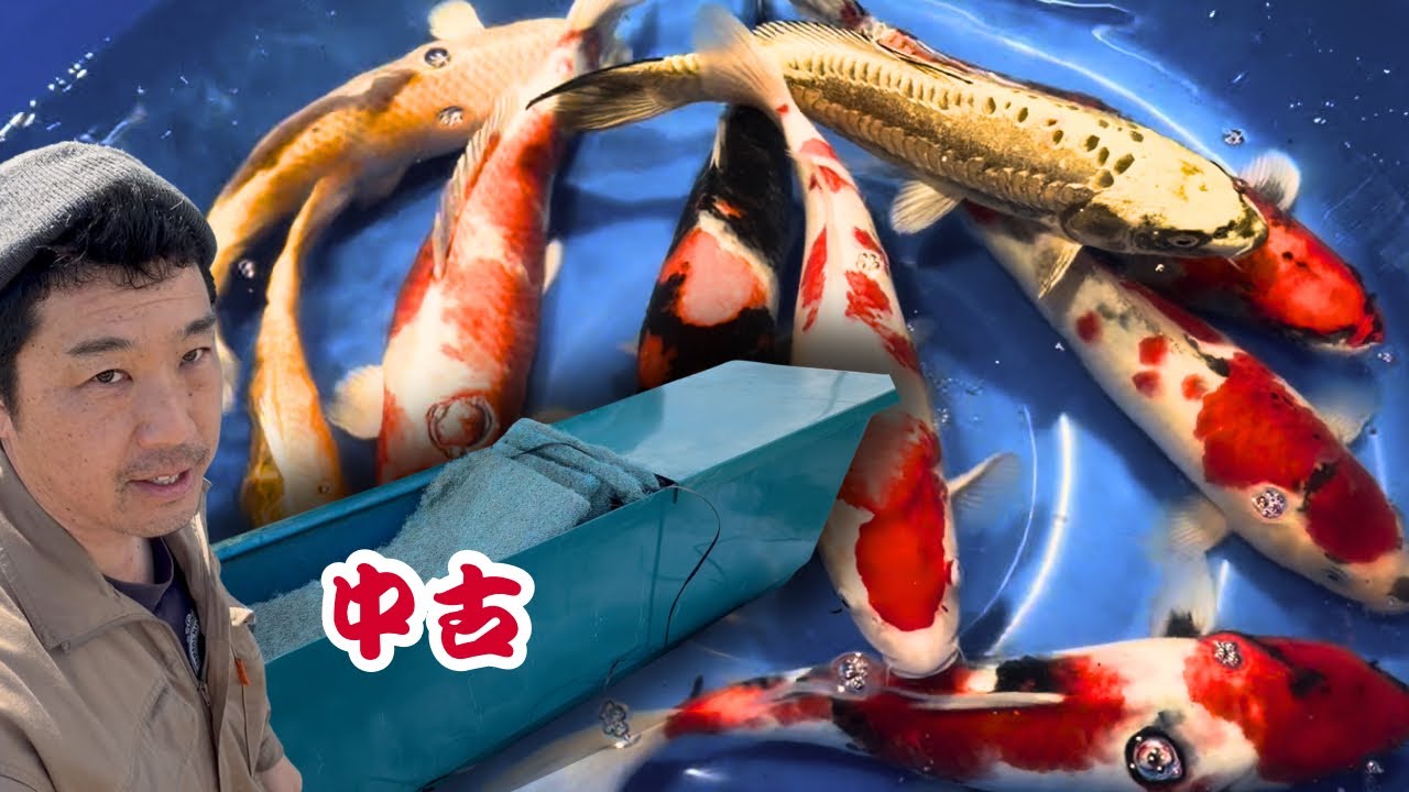 錦鯉販売と中古濾過層#塩田養鯉場 #koi #koifish #アクアリウム 