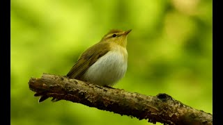 Budníček lesní, Wood Warbler, Waldlaubsänger, Fluiter, Świstunka leśna, Pouillot siffleur