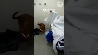Morador de rua cego é internado e sua vira-lata caramelo o acompanha em hospital #cães #pets