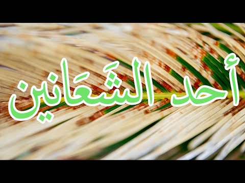 أحد الشعانين ما هو و ما أهمية