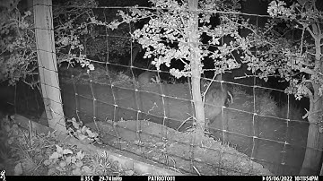 New Forest Explorers Guide - Badger cubs play and an adult takes in bedding