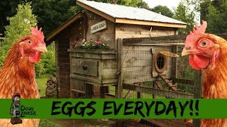 backyard talk homestead chicken