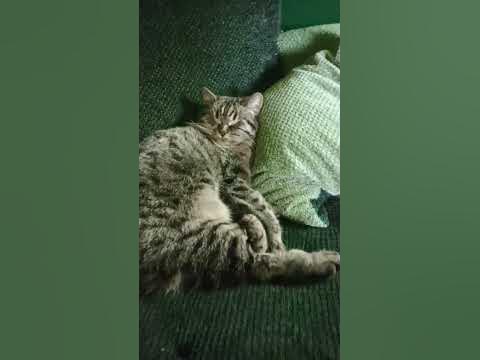 рыся - YouTube