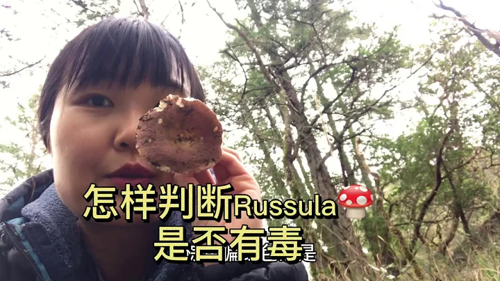 如何判斷Russula系列的蘑菇是否有毒？北美加拿大野生食用菌。蘑菇辨識 - 天天要聞