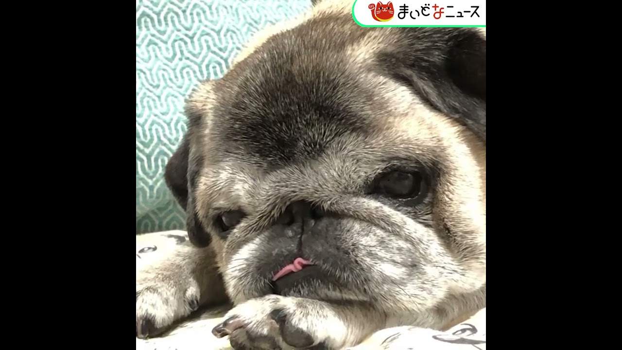 動画 おじいちゃん犬のいびき まいどなニュース