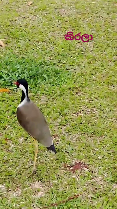 අදමයි දැක්කෙ මම කිරලා කියන එකා,