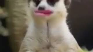 Kürtçe Konuşan Komik Hayvan. Gülmekten Öleceksinizzz