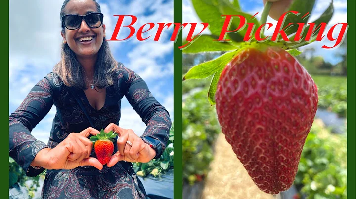 First Hand experience of Strawberry Picking |Julia...