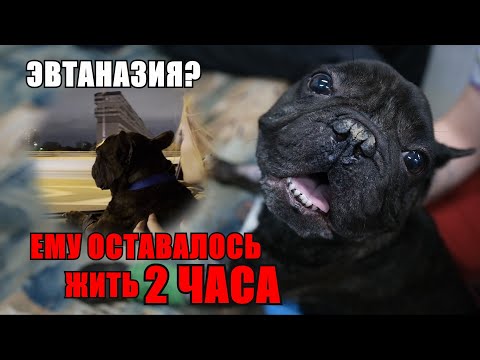 Бульдога Тимона ждёт эвтаназия...