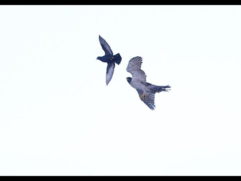 Ястреб опять атакует моих голубей | Goshawk attacks pigeons