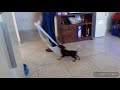 German hunting terrier: best moments の動画、YouTube動画。