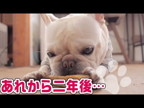 「どうぶつピース！！かわいい大図鑑」犬編（8）あれから2年 変わったことは!? 他