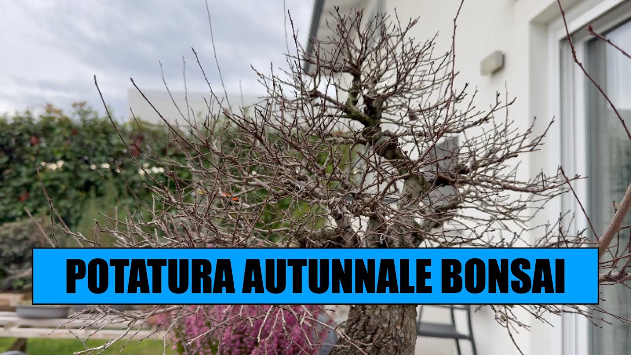 POTATURA AUTUNNALE OLMO BONSAI - Novembre 2025