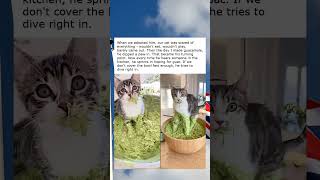THIS STRAY CAT WE ADOPTED GOES CRAZY FOR GUACAMOLE😁🫣 description