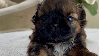 Red Shih Tzu puppy 🐶 the cutest Shih Tzu puppy 🐶 by Shih Tzus are the Best 1,079 views 3 months ago 52 seconds