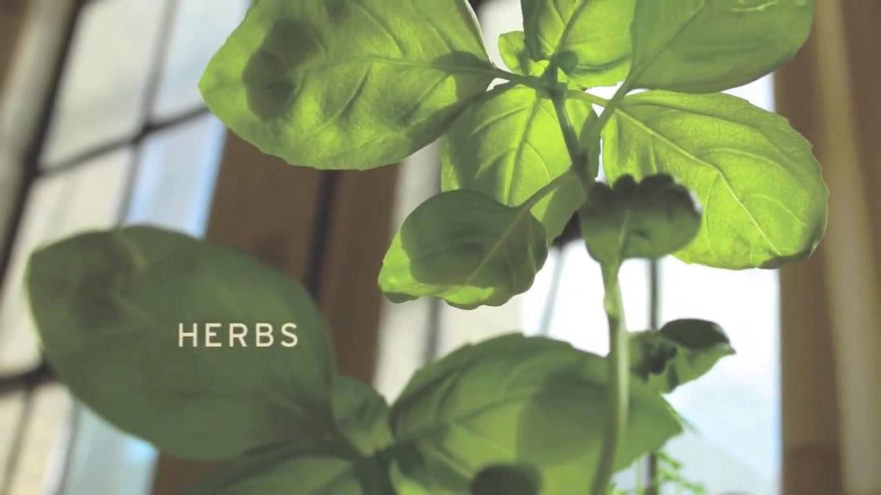 What Is Plantable Seed Paper 00h00m00s 00h02m00s