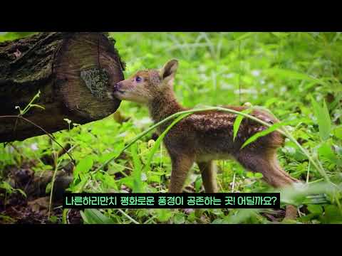 KOREAZ Special Daesung dong, Freedom Village in the DMZ