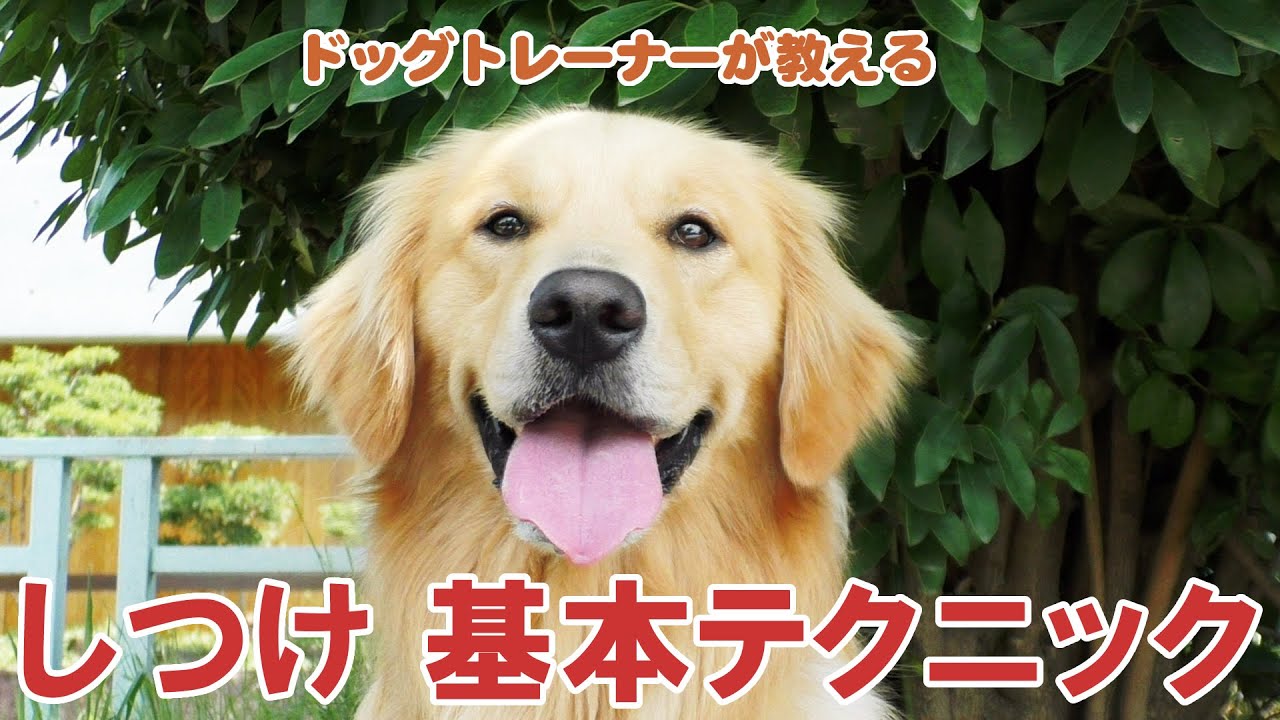 犬のしつけ基本総まとめ】しつけ教室初級復習編｜ドッグトレーナーの