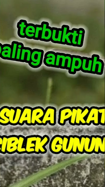 suara pikat cigun dapatkan durasi lebih panjang