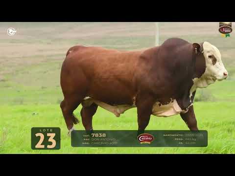 LOTE 23   TAT 7838 M Braford