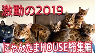 【2019総集編】猫達の激動過ぎた2019年を振り返ります