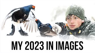 WILDLIFE PHOTOGRAPHY -  Highlights 2023