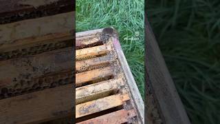 Spitzmaus in Bienenbeute #imker #imkerei #beekeeping #spitzmaus