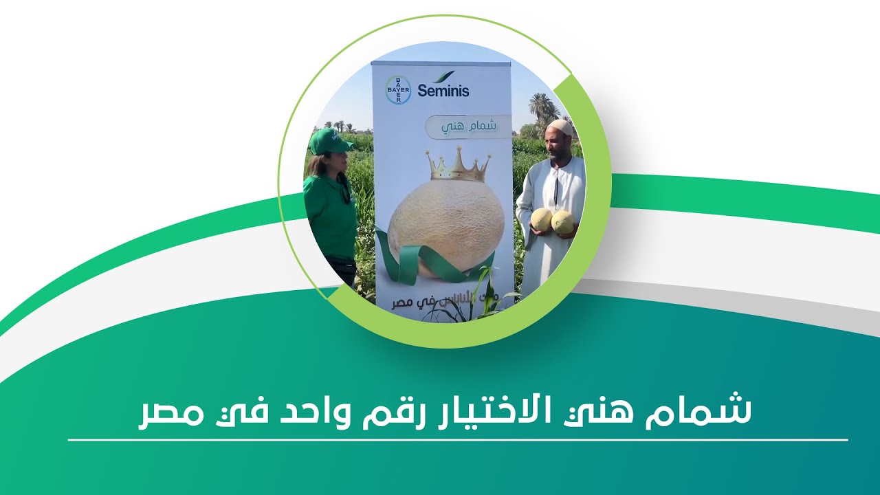 شمام هني 👑 ملك الاناناس في مصر 🇪🇬