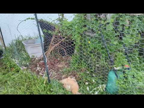 Death on the farm - chickens attacked by raccoons- I'm devastated! 😭😭😭