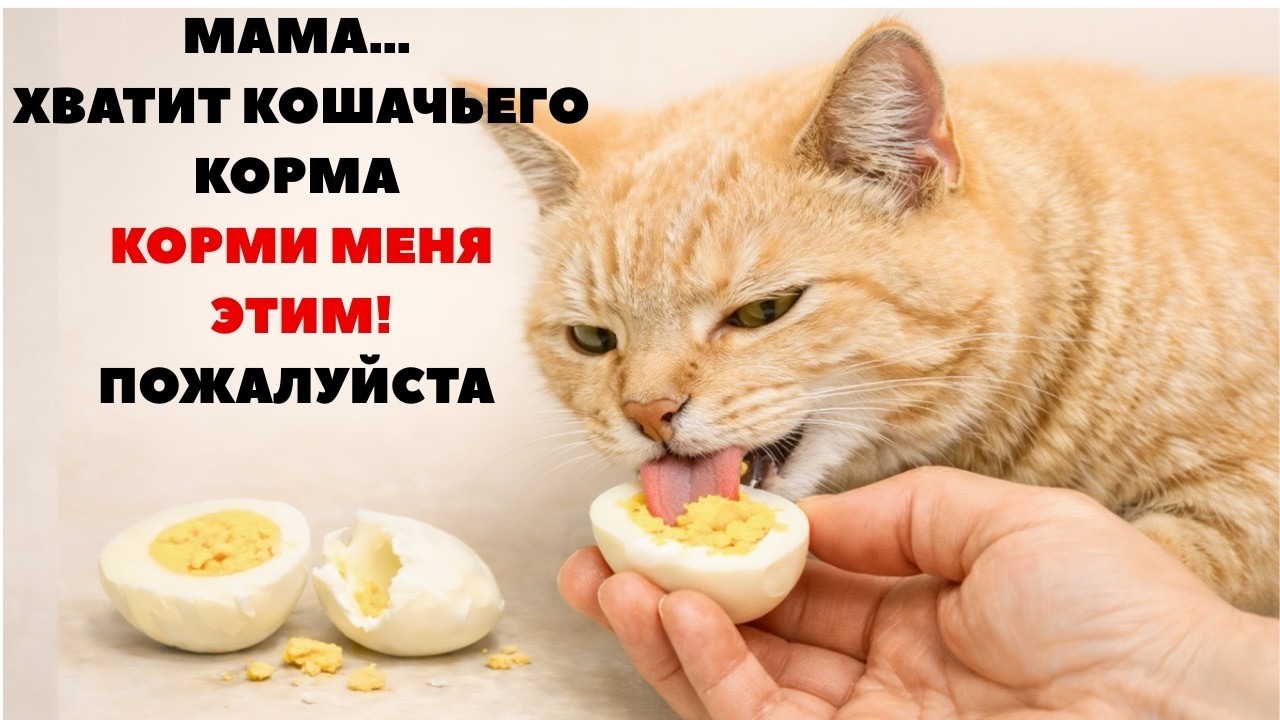 15 продуктов из вашего холодильника, которые продлят жизнь вашей кошке на 5 лет!