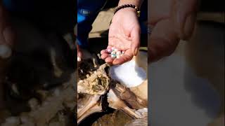 Picking up pearls and clams in the lake, harvesting pearls