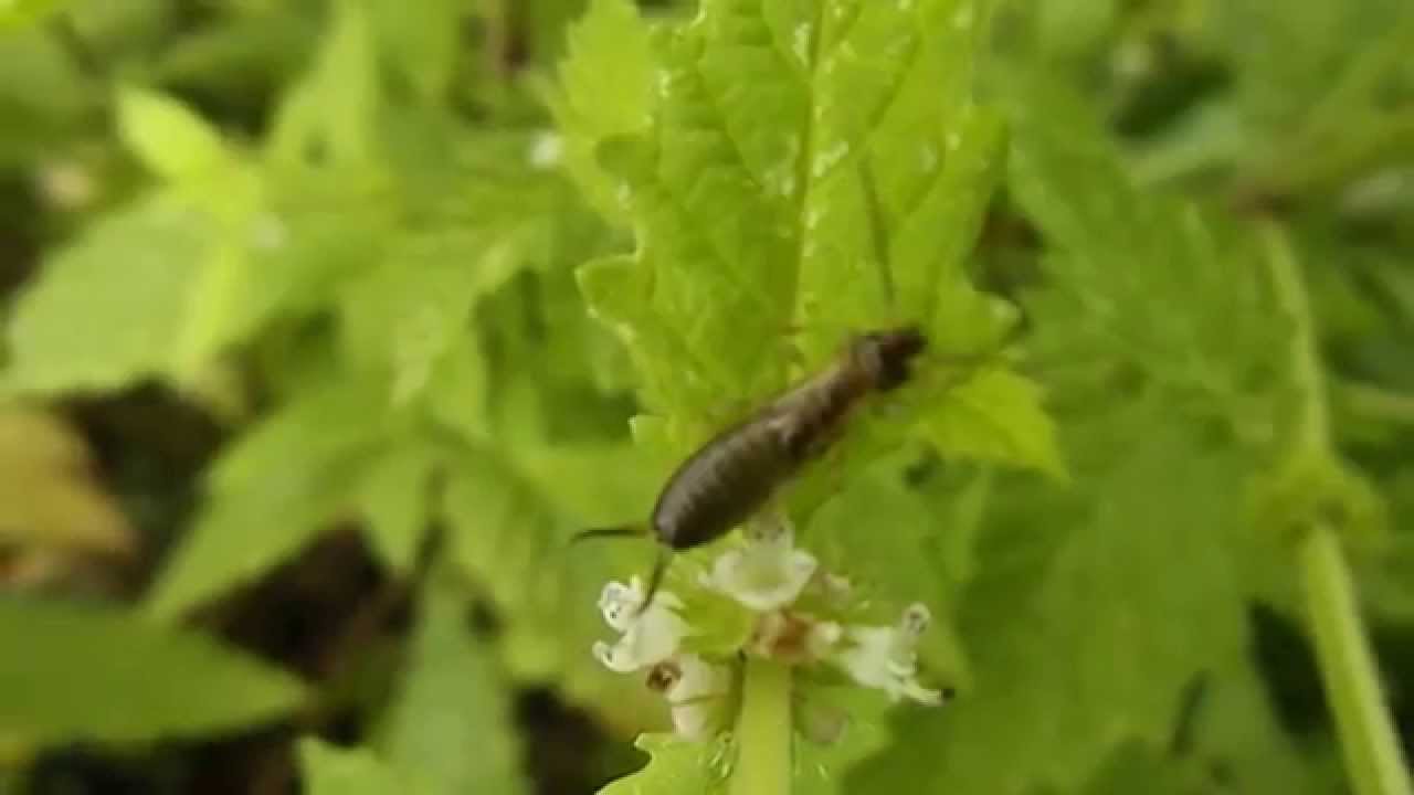 Un Pince oreille vu de très près