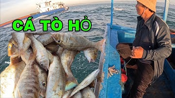 804 ) GẶP CHỖ CÁ TÒ HỎ, 2 CÂU KÉO CHO NHANH.