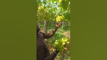 the process of picking grapes #shorts