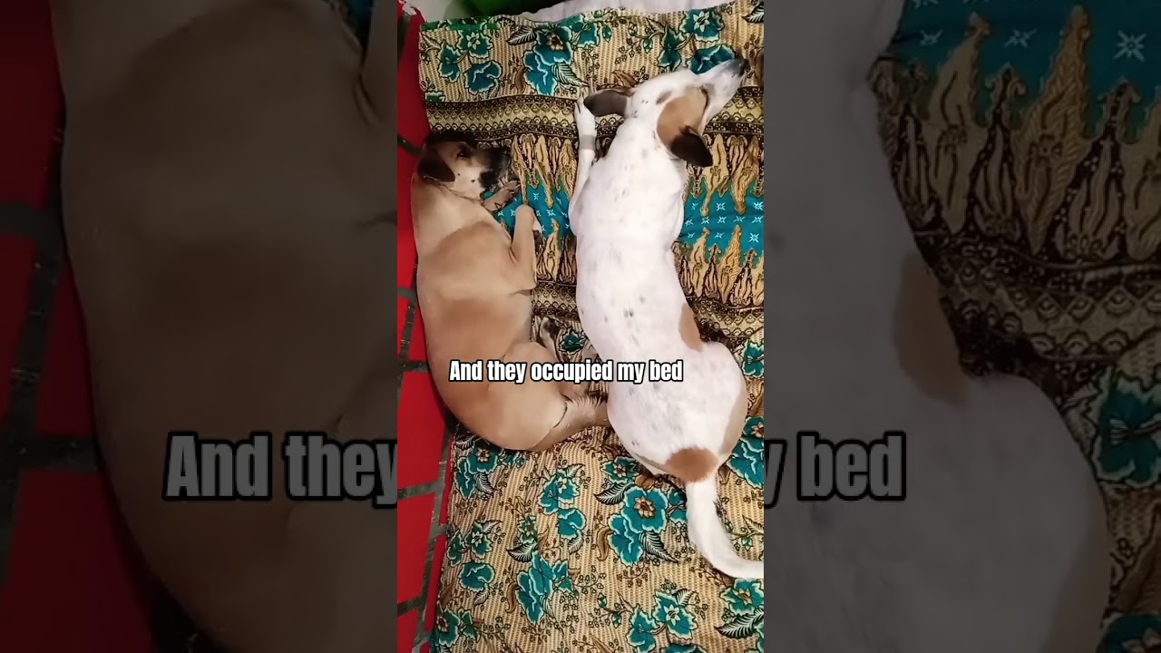 Reason why I sleep on the floor 