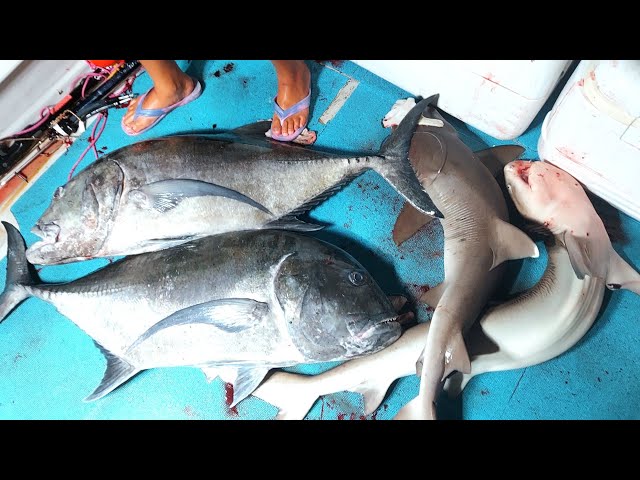巨大魚 sddefault.jpg