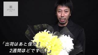 2020 10 7秀芳生花チャンネル「南空知農協　石尾さんディスバットマム編」