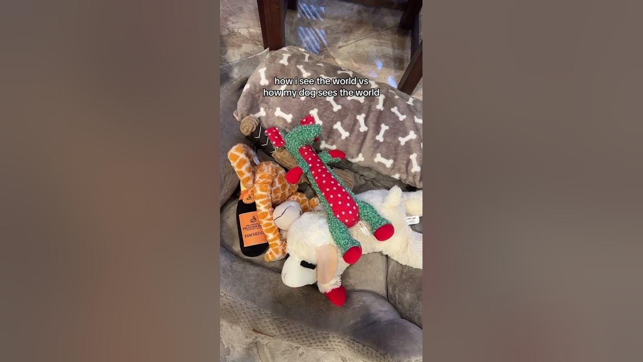 DOG VISION FILTER! π This trend makes me so sad π #dog #viral #trending #goldendoodle DOG VISION FILTER! π This trend makes me so sad π #dog #viral #trending #goldendoodle