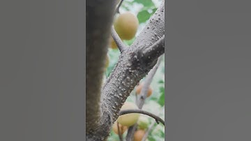 Thumbnail of Manali Organic Apricot