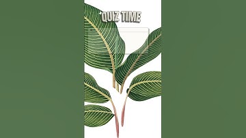 How to Add Extra Nutrients to Your System? 💧 #hydroponicway #hydroponics #shorts #quiz #quiztime