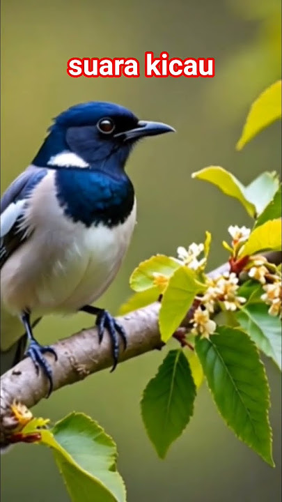 suara burung kicau