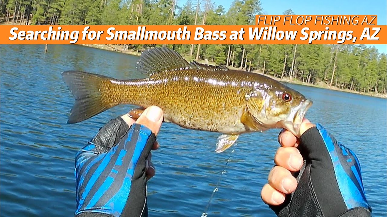 Searching for Smallmouth Bass at Willow Springs Lake, AZ
