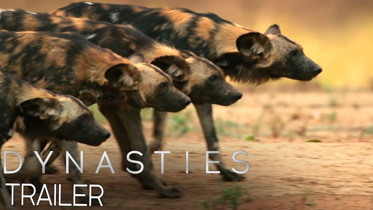 ⁣Dynasties:  Official Trailer #2 | New David Attenborough Series | BBC Earth