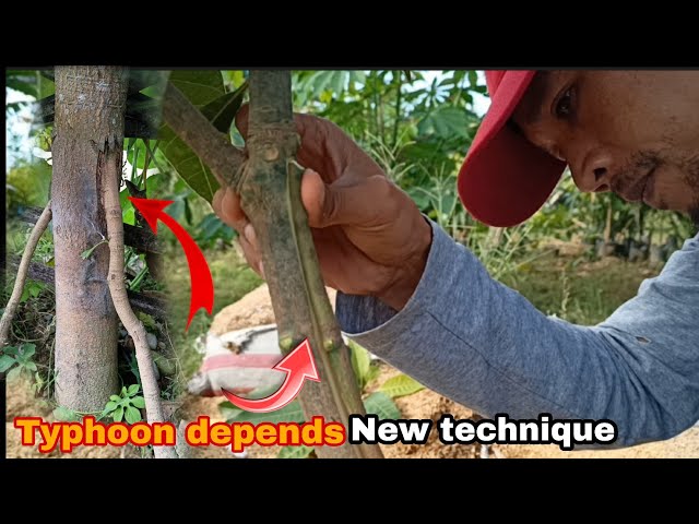 ADDITIONAL ROOTSTOCK MANGO TREE ( SUPPORT ROOTS) TUTORIAL, TIPS @GhaAgriTv class=