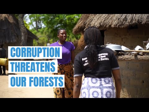 Corruption threatens our forests | Transparency International